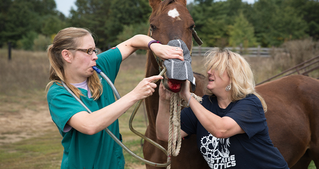 ホースと共にあれ (原題: May The Horse Be With You)の写真