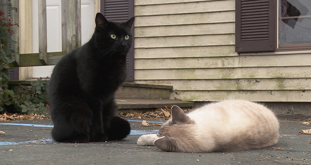 テイタ―、新顔と対決！ (原題: New Cats On The Block)の写真