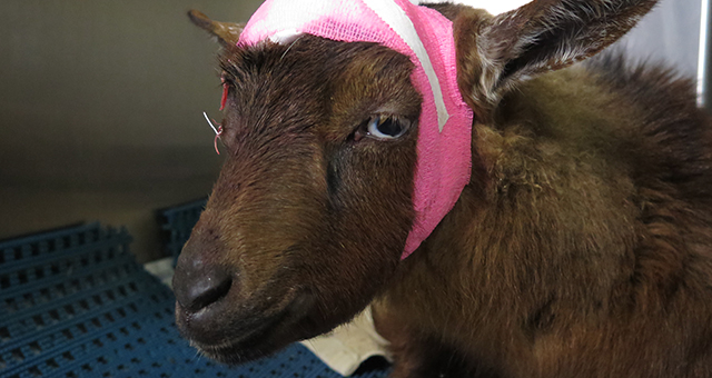 出産ラッシュで大騒ぎ (原題: Game of Goats)の写真