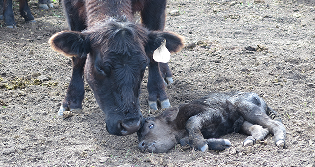 春の便り (原題: Cow I Met Your Mother)の写真