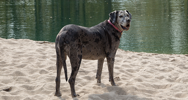 愛犬フライヤ (原題: One Great Dane)の写真