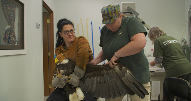 ヴィクトリア博士が整体師に？ (原題: Duck, Duck, Moose!)の写真