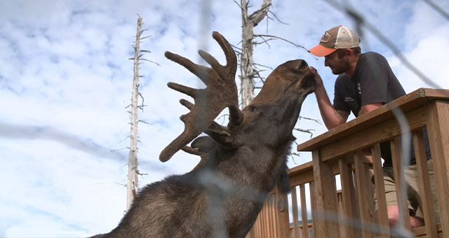 ミストのプールデビュー (原題: Wild Moose Chase)の写真