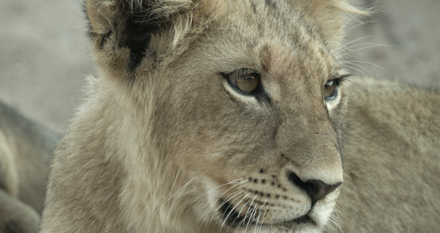迫りくる試練の先に (原題: Eyes on the Pride)の写真