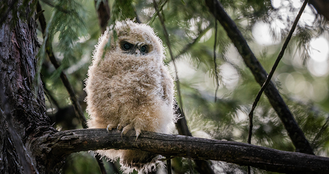 ヨセミテ国立公園 (原題: Yosemite)の写真