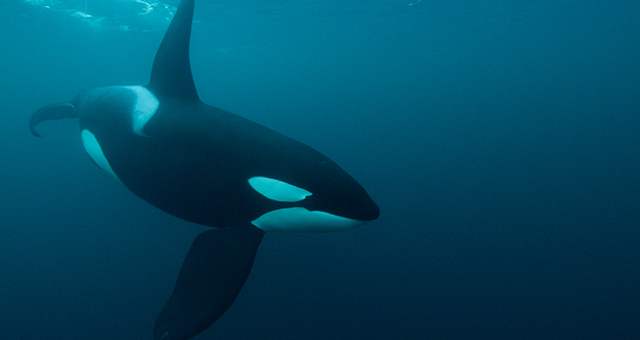 海の支配者 シャチ (原題: Orca Dynasty)の写真