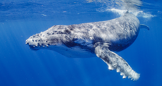 ザトウクジラの歌声 (原題: Humpback Songs)の写真