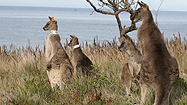 カンガルーの裏の顔の写真