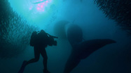 激写！野生の驚くべき生態の写真