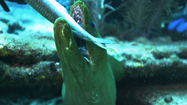 最速！海の捕食者たちの写真