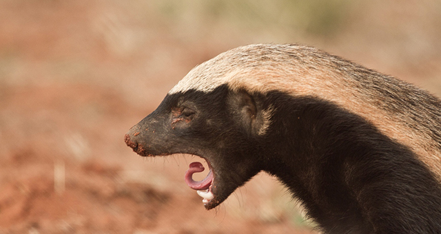 カラハリ砂漠のアナグマの写真