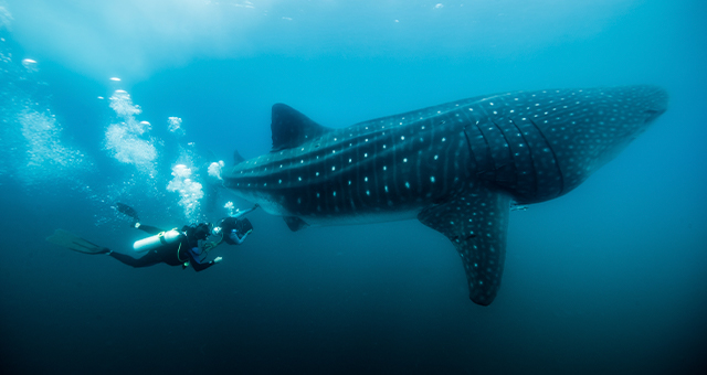 ゼブ・ホーガン ジンベエザメの秘密の写真