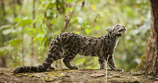 二匹の軌跡 ～ウンピョウが野生に帰るまでの写真