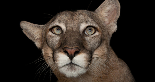 PHOTO ARK：動物の箱舟の写真