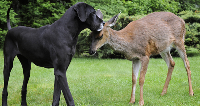 動物界の意外なお友達 2の写真