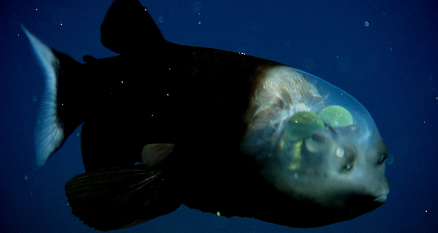 世界の奇妙な動物の体の写真