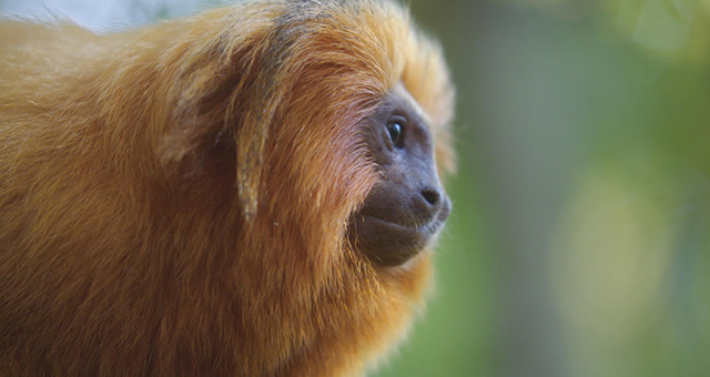 南米の奇妙な動物大集合！の写真