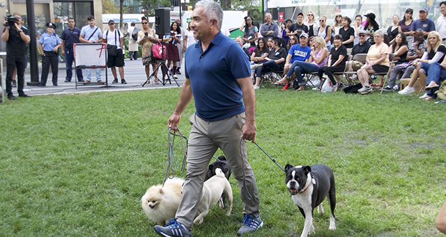 シーザー・ミラン横断記：犬との絆の写真