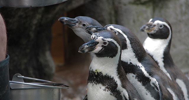 動物園のヒミツ 2の写真