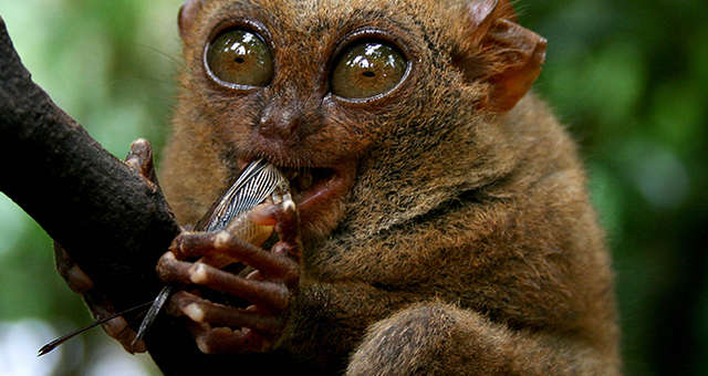 世界の奇妙な生き物たち 2の写真