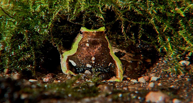 世界の奇妙な生き物たちの写真