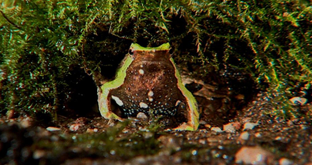 世界の奇妙な生き物たちの写真