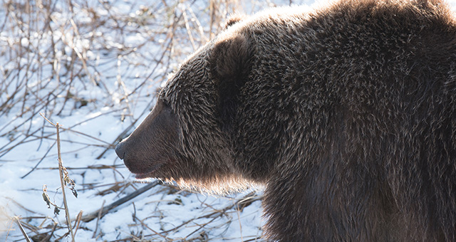 目撃！アラスカの野生動物の写真