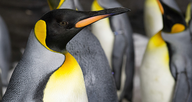 ペンギン・ライフの写真