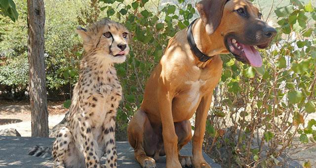 動物界の意外なお友達 4の写真