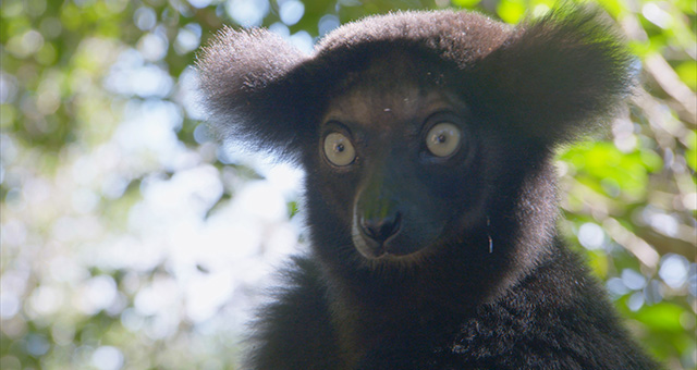 マダガスカルの奇妙な動物大集合！の写真