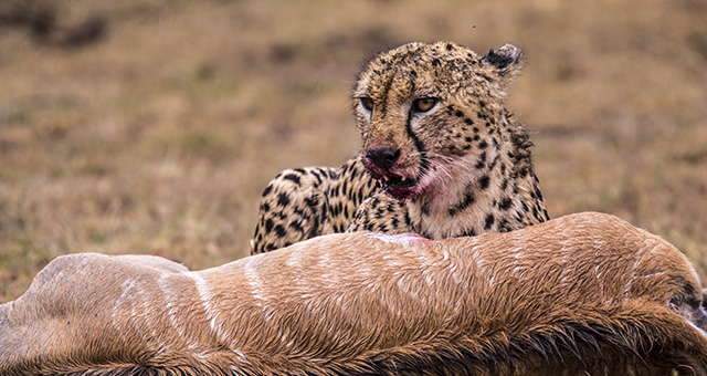 復活！チーターの知られざる生きざまの写真