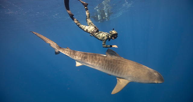 大胆接近！サメガールズとタイガーシャークの写真