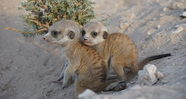 新・生命誕生 〜動物の赤ちゃん編〜の写真