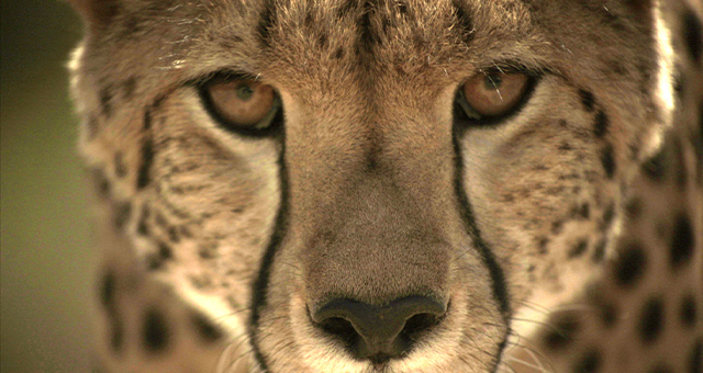 【ワイルド ネイチャー プラス】ビッグ・キャット・スペシャル チーター篇の写真