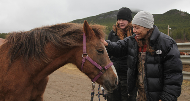 ウマ年！獣医ミシェルの写真