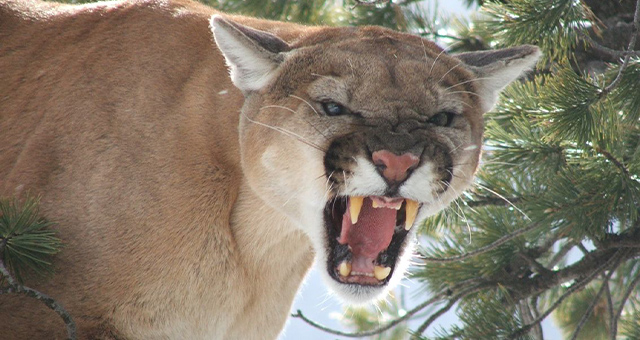 特集：ワイルド・キャット ピューマ篇の写真