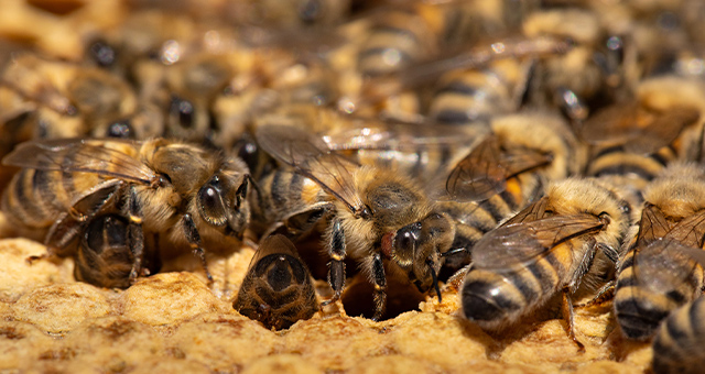 ミツバチのひみつ：自然界の小さなヒーローの写真