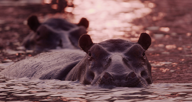 カタヴィ：苛酷な楽園 3つの物語の写真