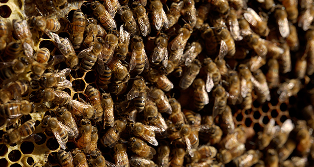 特集：驚きと出会うの写真