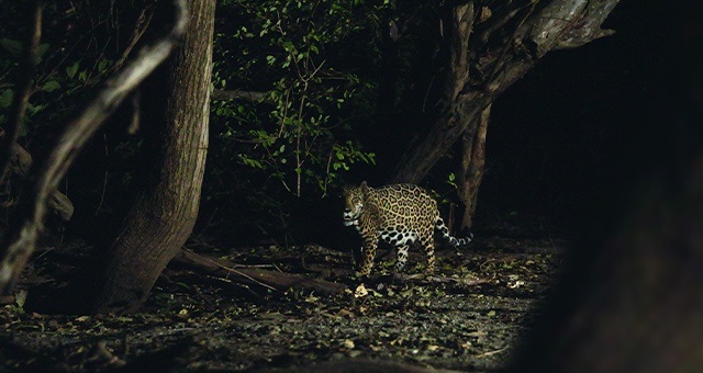 ジャガーとウミガメの物語：熱帯林の守護神の写真