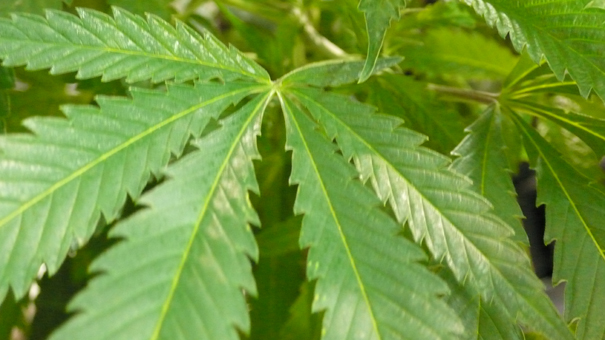 潜入！大麻の写真