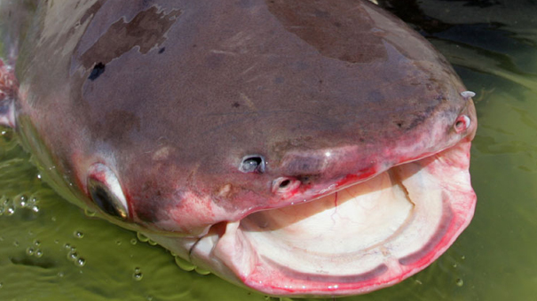 幻の巨大魚を追え！の写真
