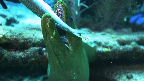 最速！海の捕食者たちの写真