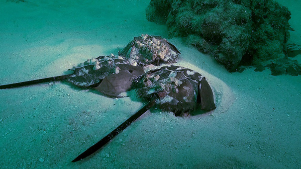 青い血を持つカブトガニの謎の写真