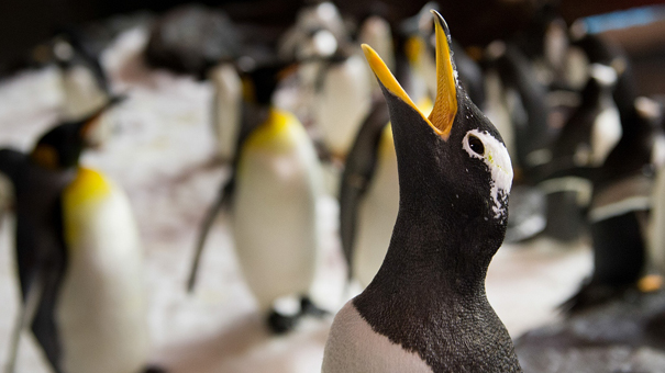 ペンギン王国の建設の写真