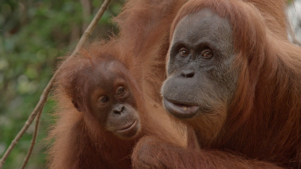 オランウータン 最後の楽園の写真