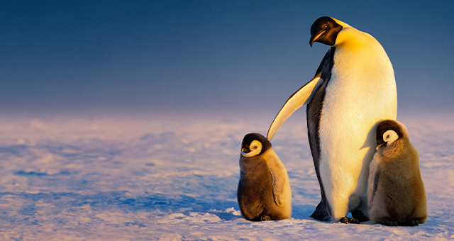 ペンギンのひみつ：過酷な世界を⽣きる術 【⽇本語吹替版】の写真