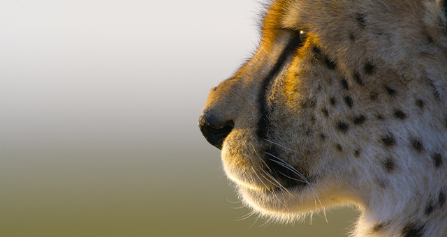 【ワイルド ネイチャー プラス】ビッグ・キャット・サンデーの写真