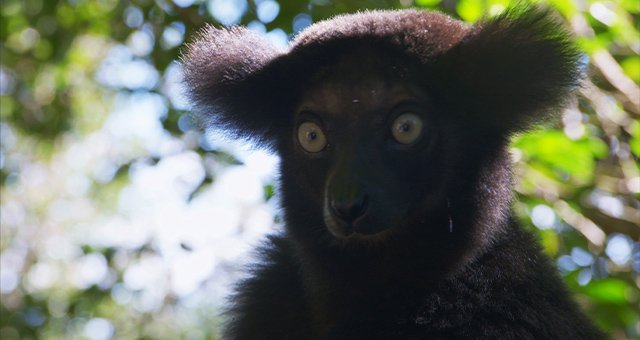霊長類(サル)の惑星の写真