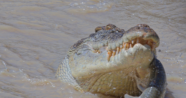 クロコダイル：オーストラリアの偉大なサバイバーの写真